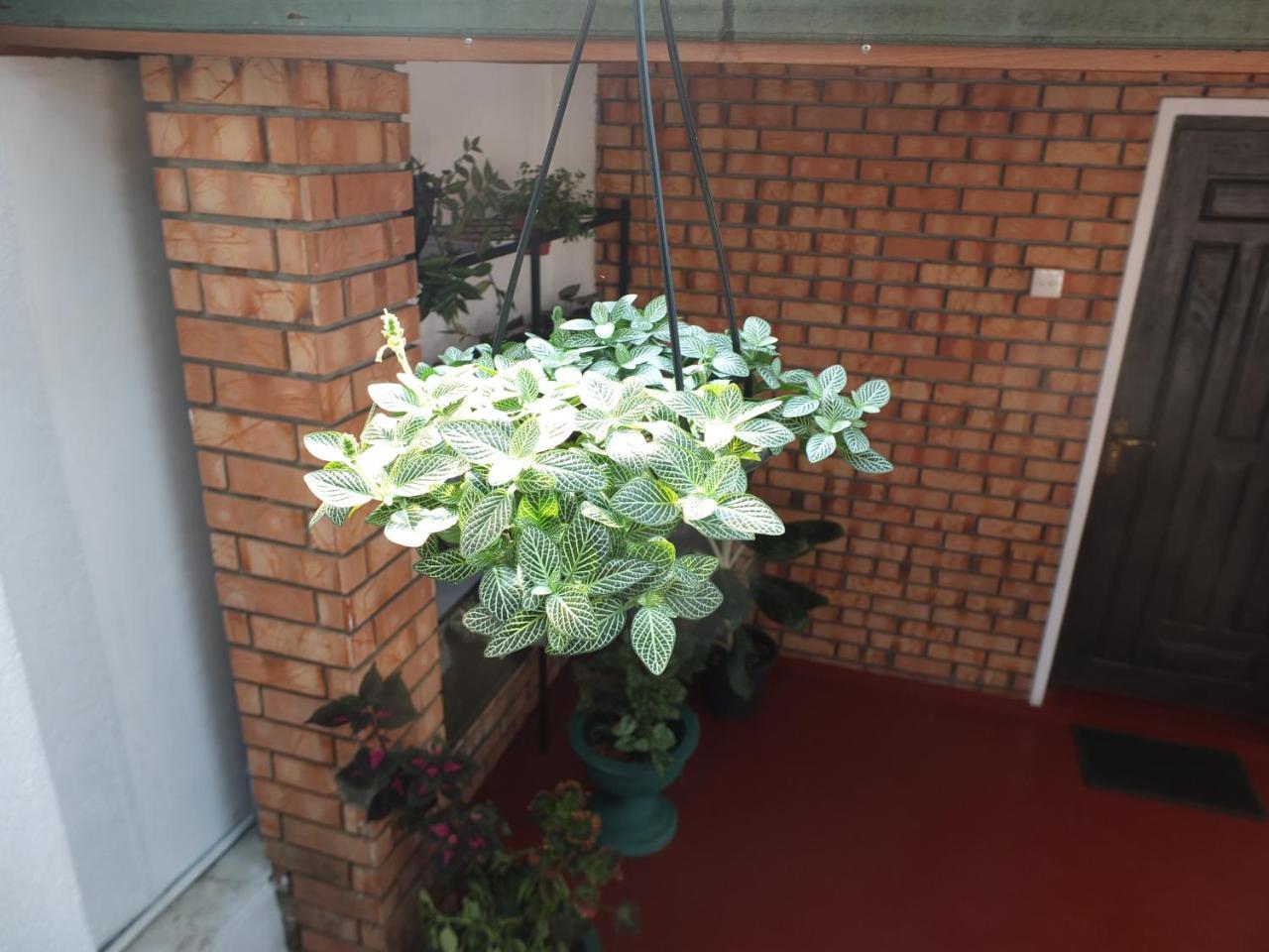 Rest For Guests - Homestay Deiyannewela Dış mekan fotoğraf